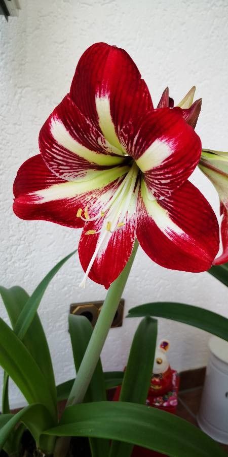 Hippeastrum correiense flower