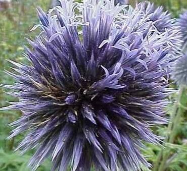 Echinops microcephalus — search result for 'Echinops'