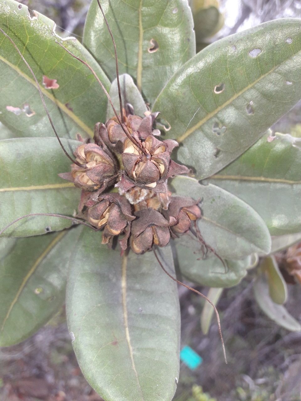 Xanthostemon ferrugineus fruit