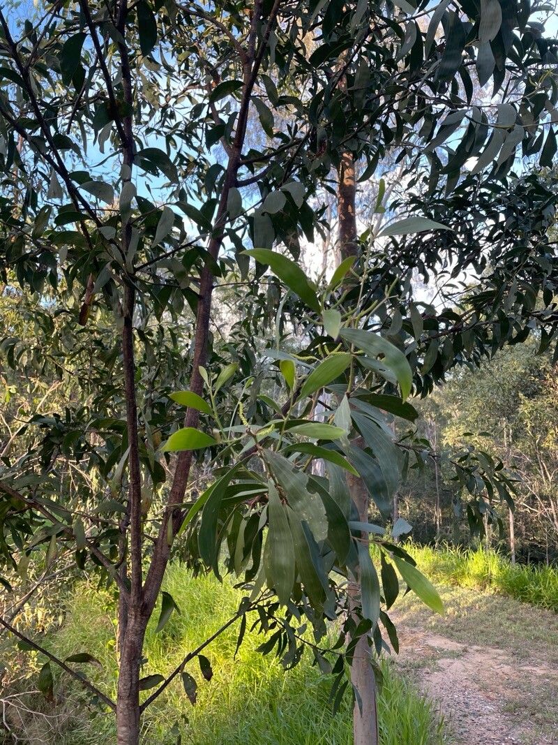 Acacia concurrens — houseplant care guide