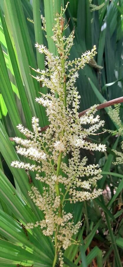 Sabal minor flower