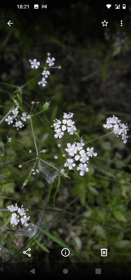 Conopodium bunioides flower