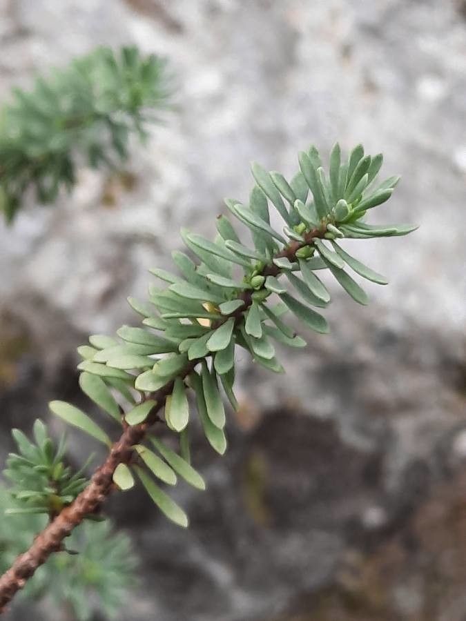 Thymelaea dioica leaf
