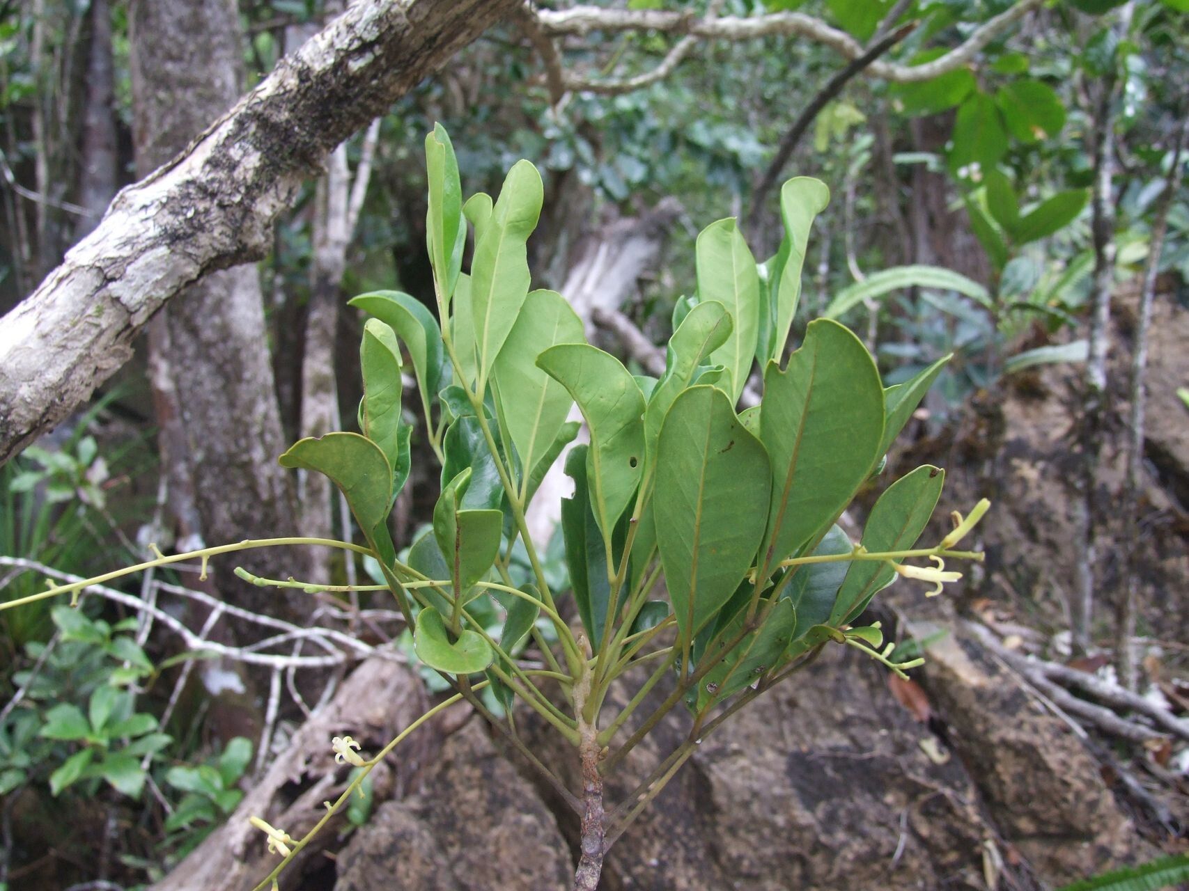 Didymocheton canalensis habit