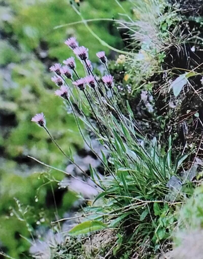 Erigeron borealis — search result for 'Erigeron'