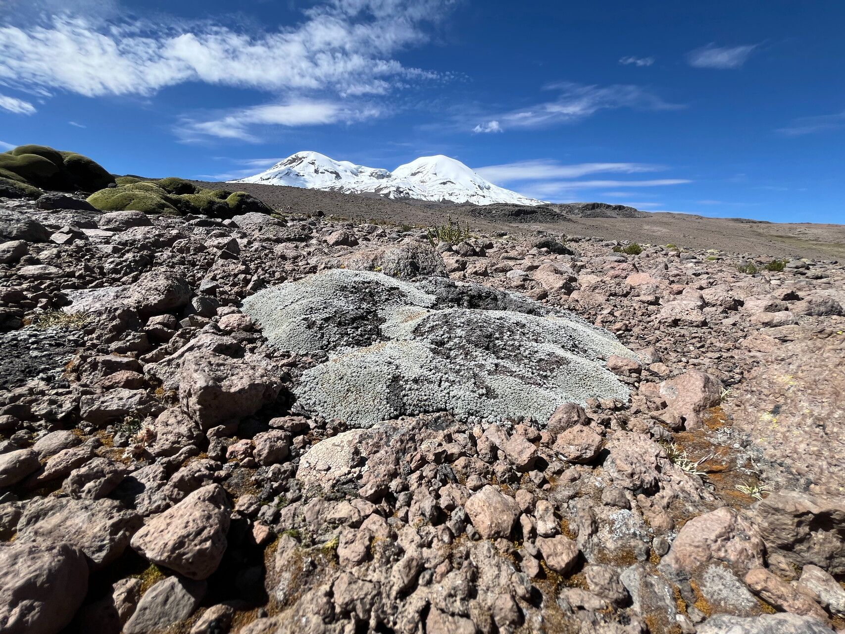 Mniodes andina habit