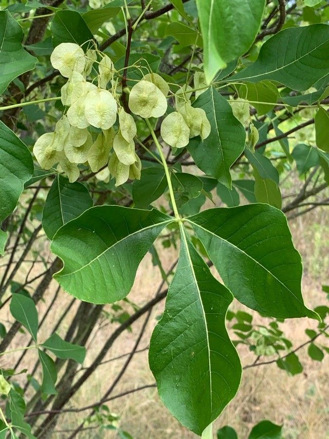 Ptelea trifoliata — search result for 'Rutaceae'