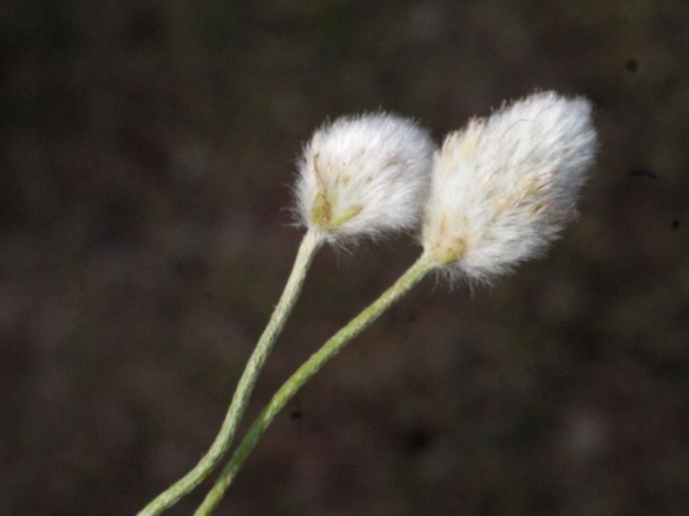 Plantago bellardii fruit