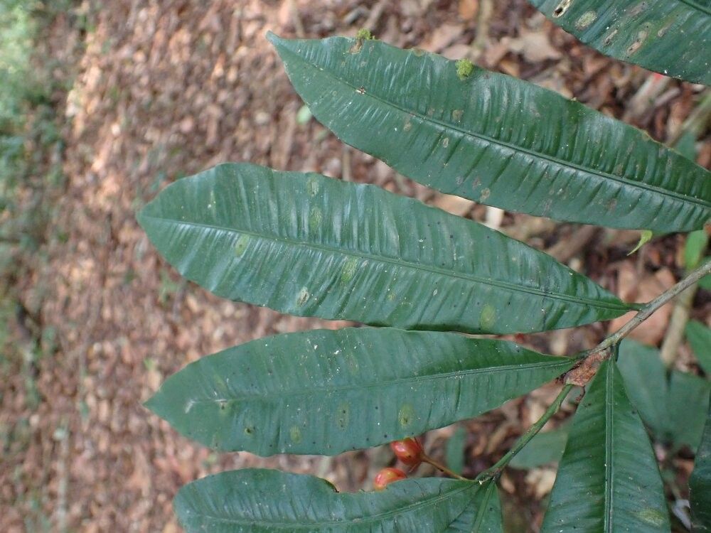 Rhabdophyllum letestui — related species from the same genus