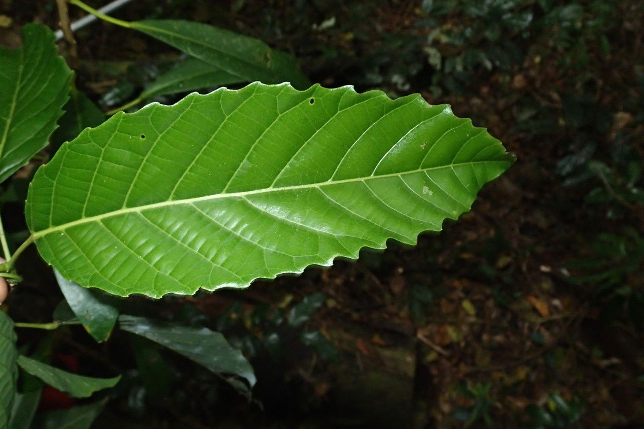 Bocquillonia arborea — related species from the same genus