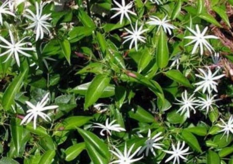 Jasminum magnificum — search result for 'Jasminum'