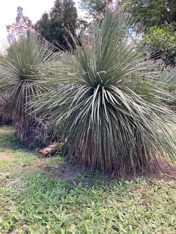 Dasylirion acrotrichum leaf