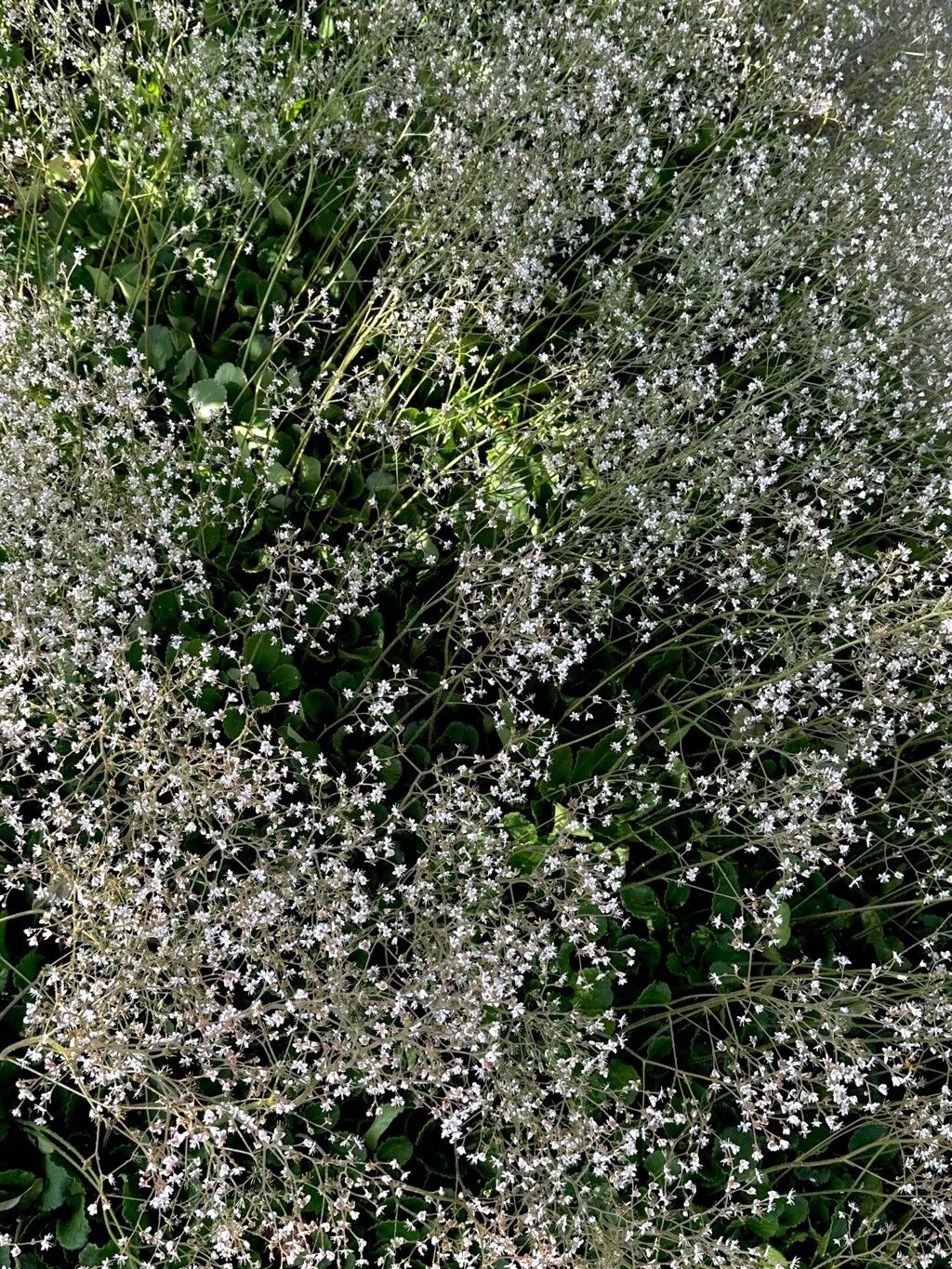 Saxifraga × urbium habit