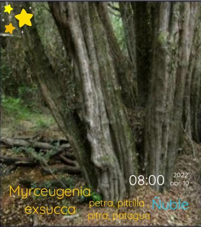 Myrceugenia exsucca bark