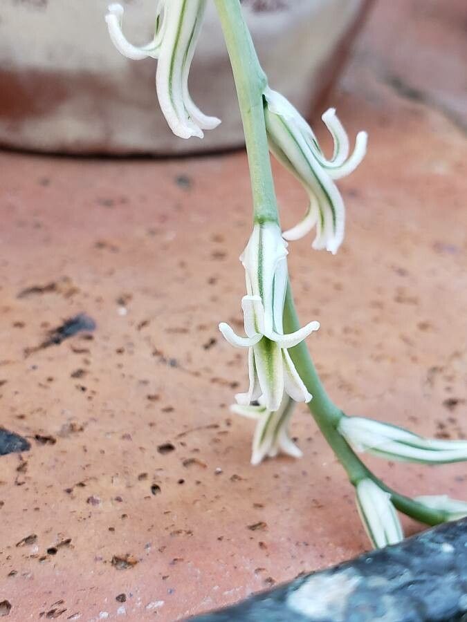 Haworthia turgida flower