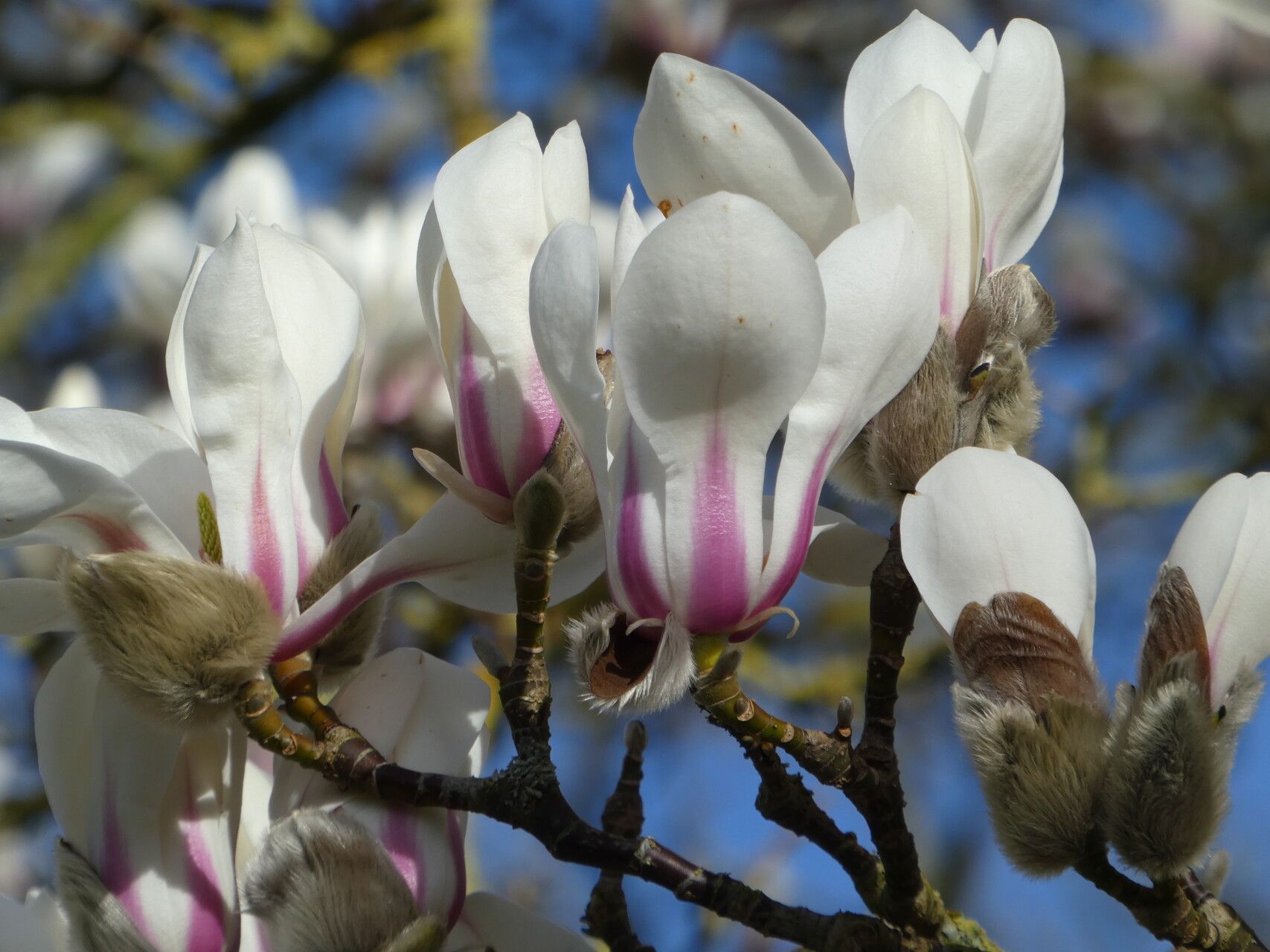 Magnolia biondii