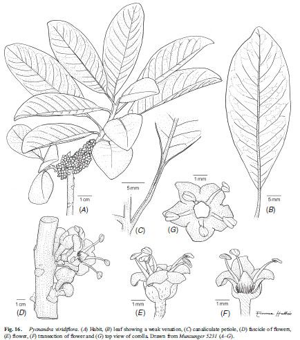 Pycnandra viridifolia — houseplant care guide