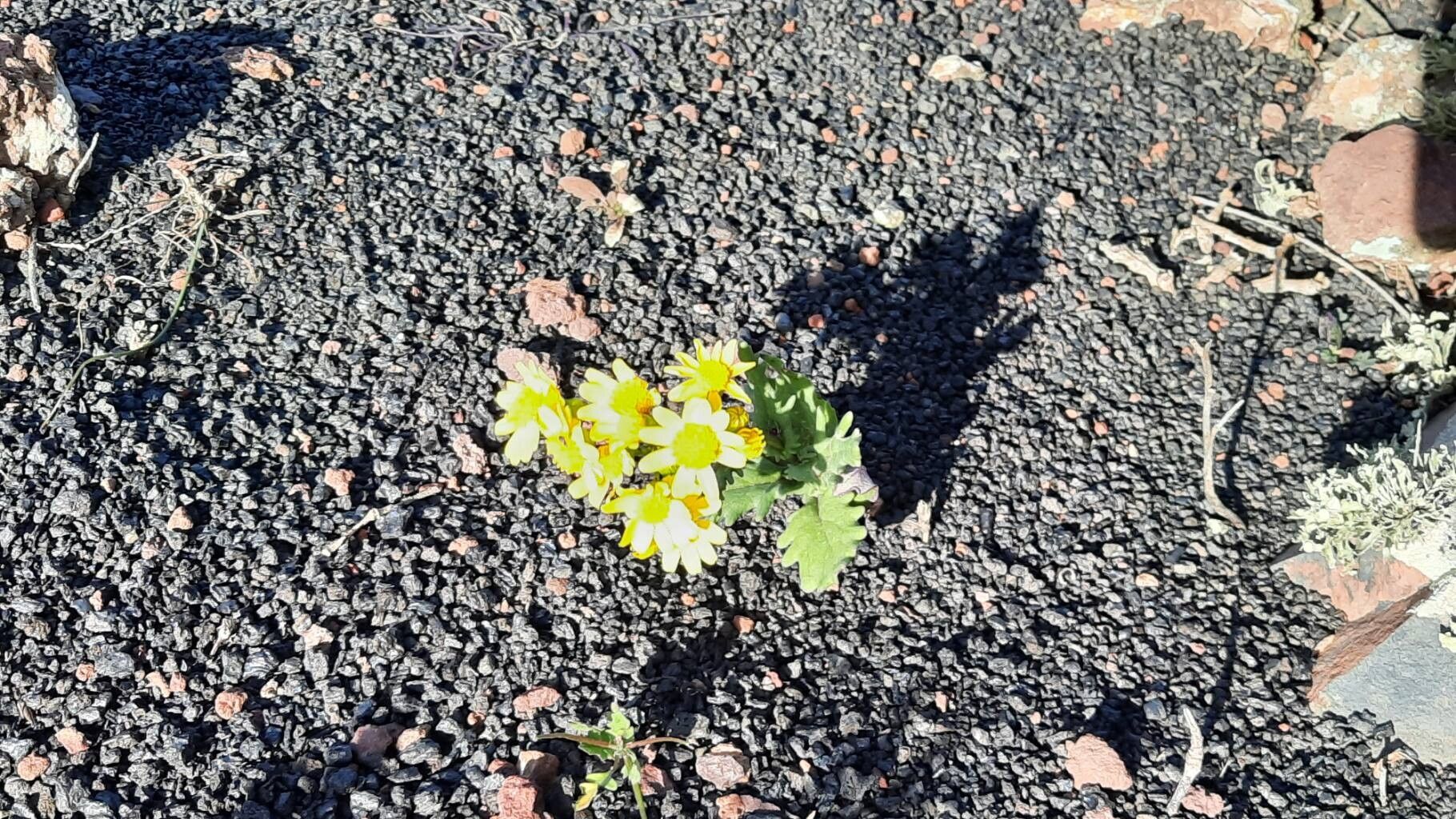 Senecio incrassatus — houseplant care guide