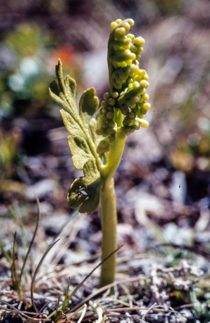 Botrychium boreale leaf