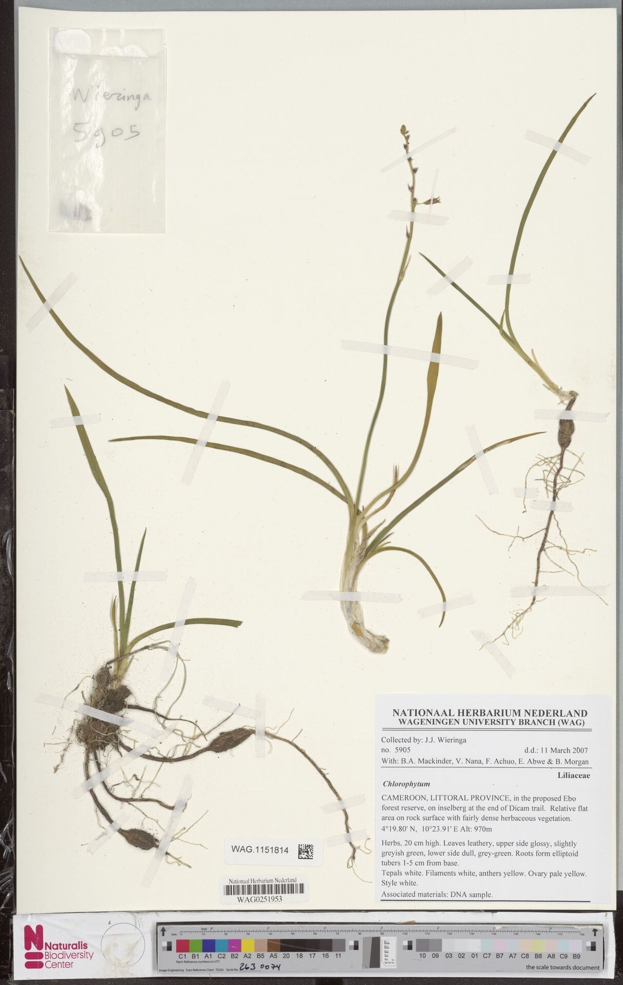 Chlorophytum staudtii — search result for 'Chlorophytum'