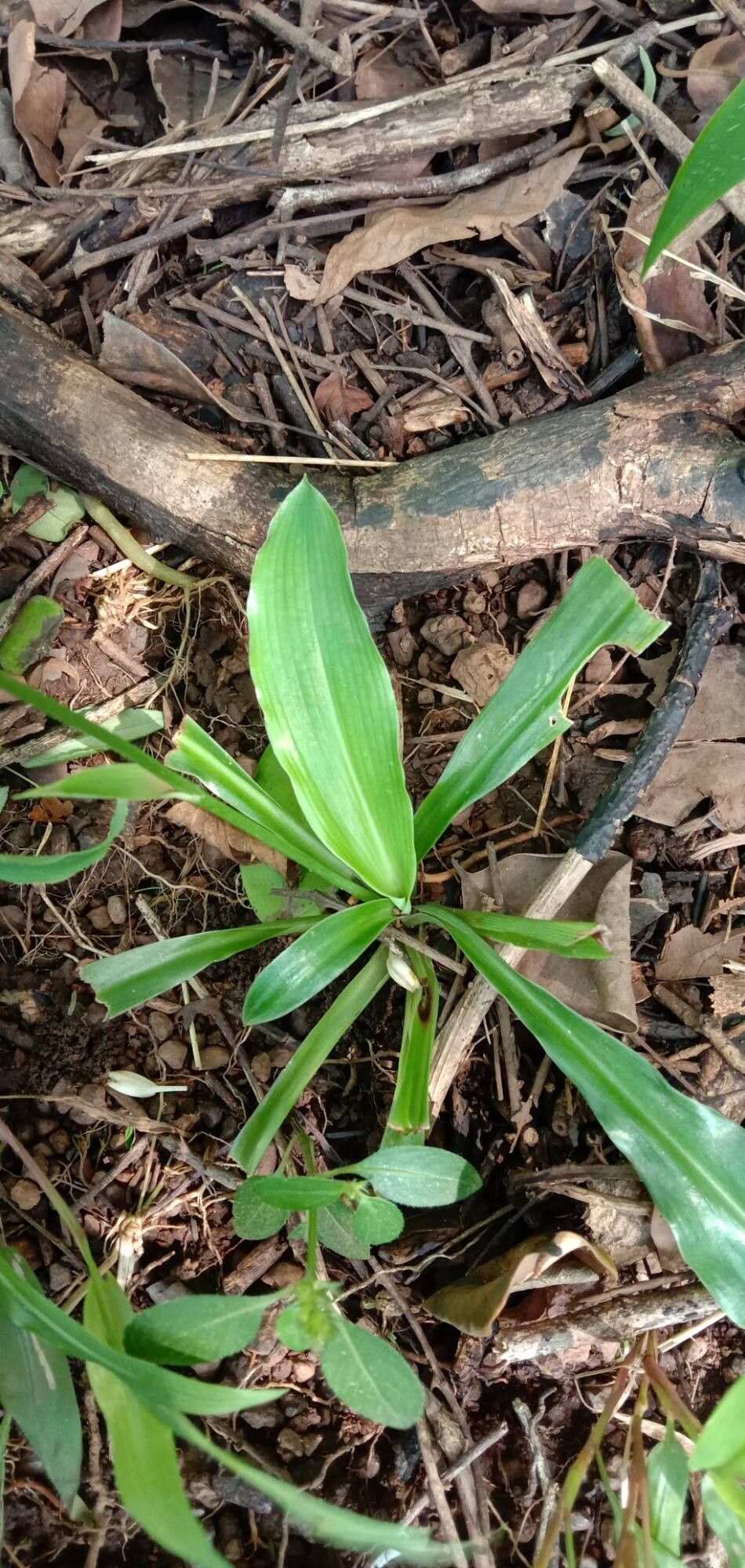 Chlorophytum nimmonii — search result for 'Chlorophytum'