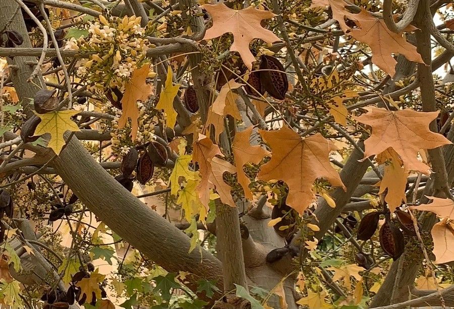 Brachychiton australis fruit