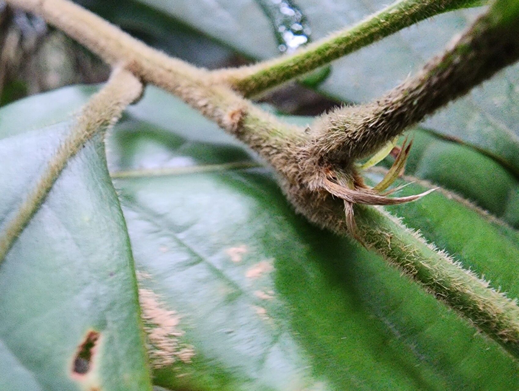 Lithocarpus haipinii bark
