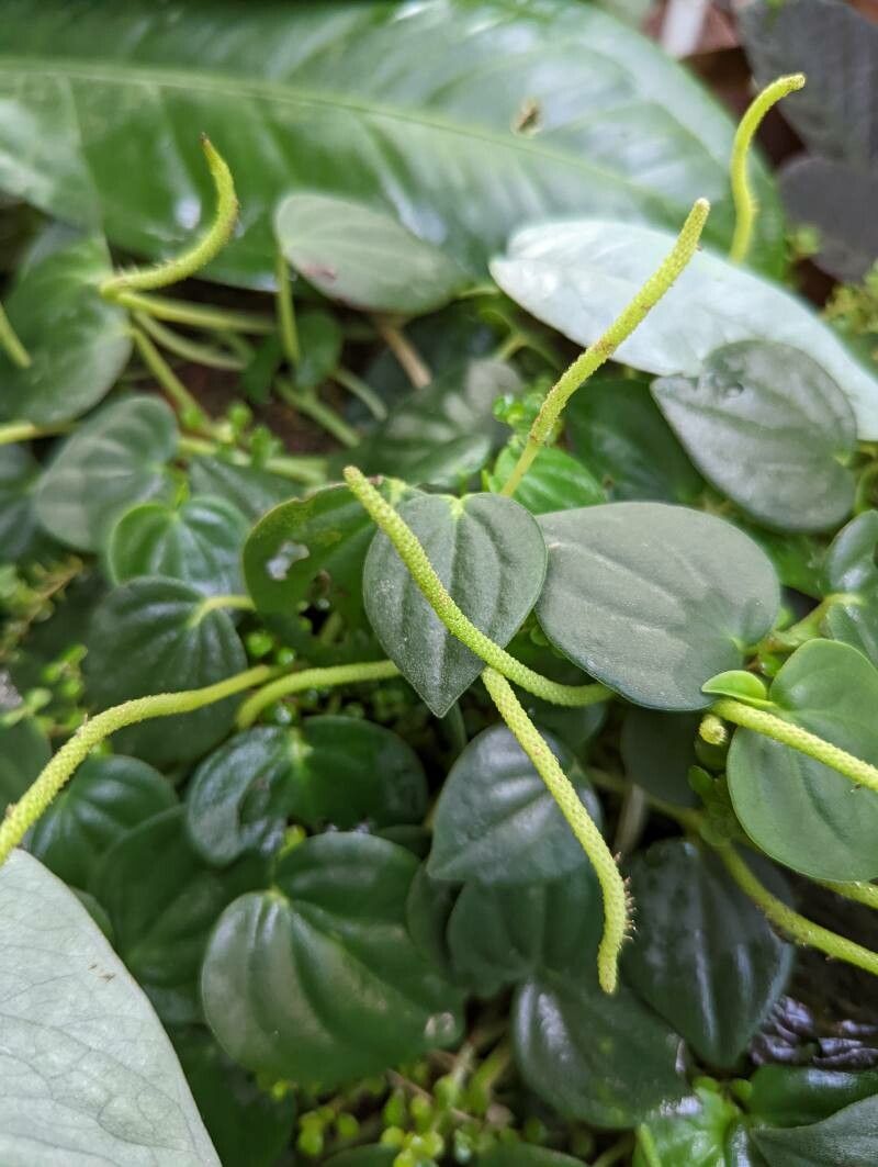 Peperomia urocarpa flower