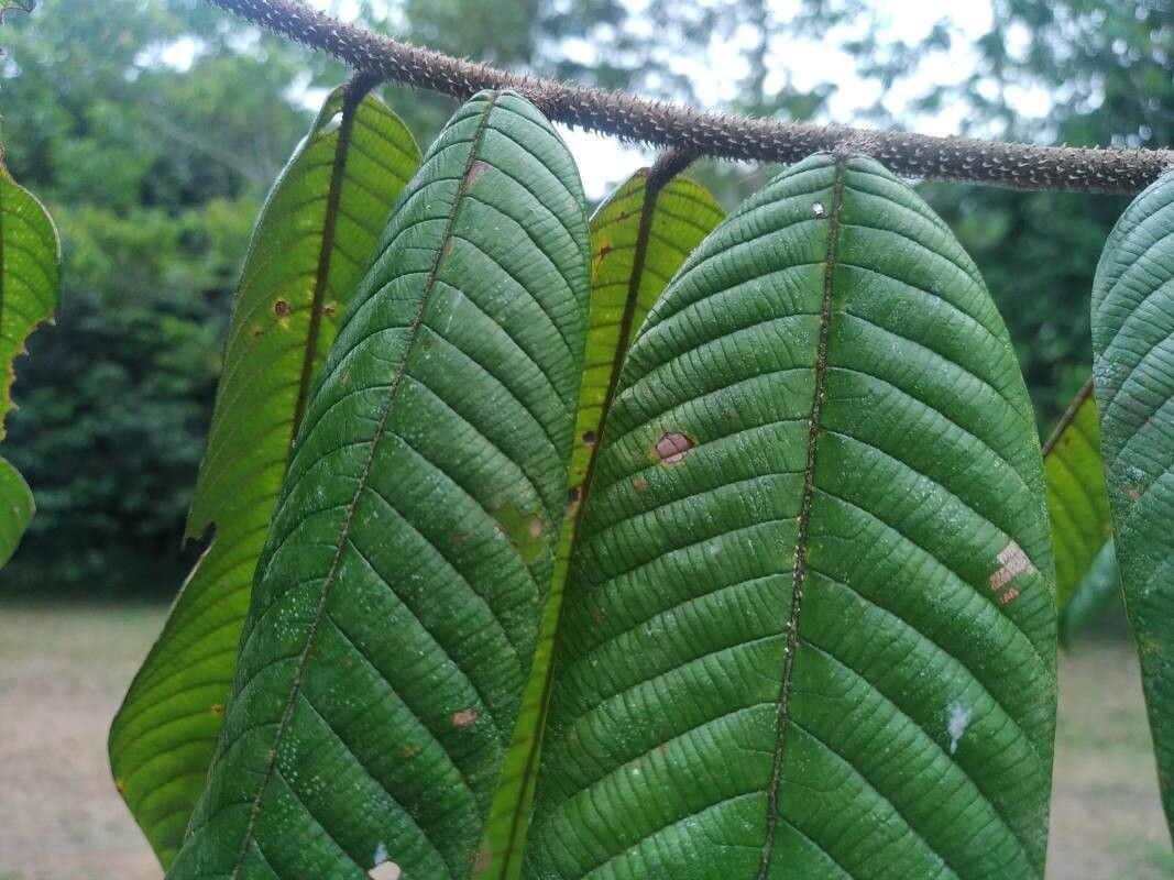 Shorea beccariana — related species from the same genus