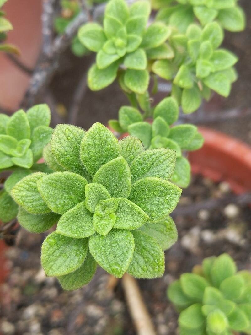 Commidendrum rugosum — houseplant care guide