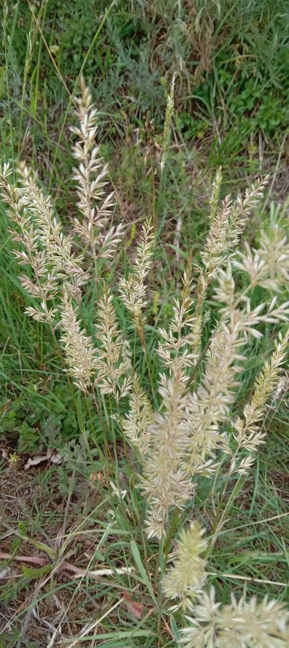 Koeleria pyramidata flower