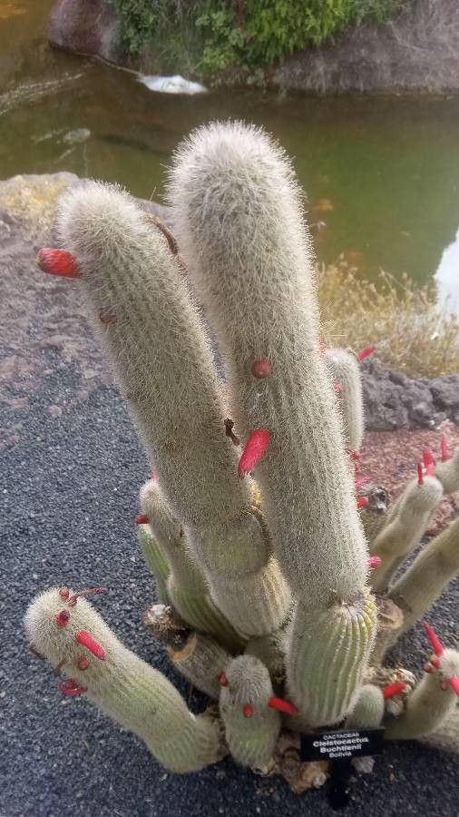 Cleistocactus buchtienii habit
