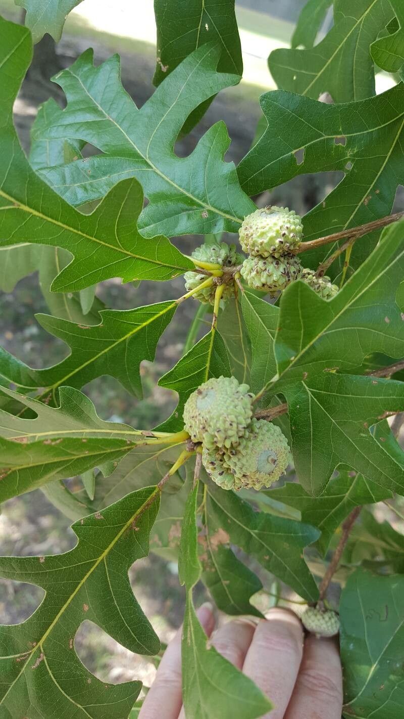 Quercus lyrata fruit