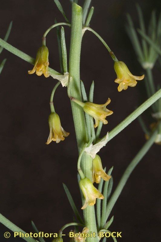 Asparagus macrorrhizus fruit