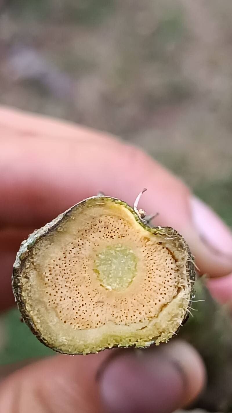 Solanum aturense other