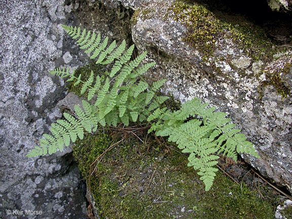 Woodsia scopulina habit
