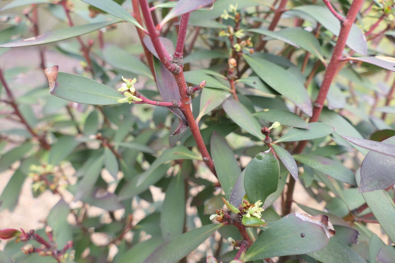 Tasmannia lanceolata bark