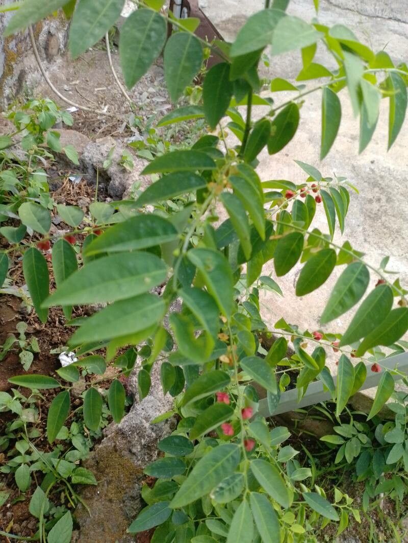 Sauropus androgynus leaf