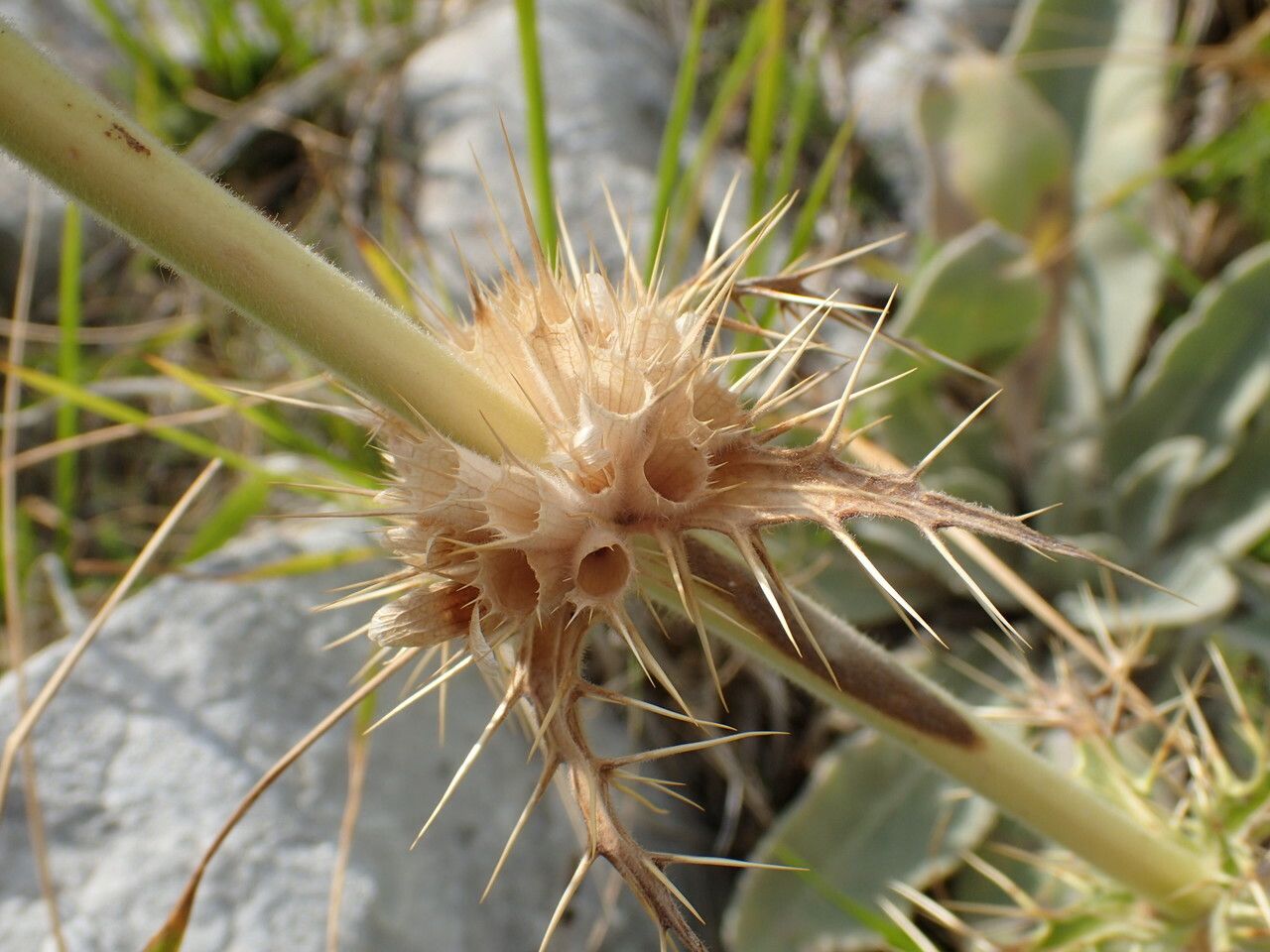 Morina persica fruit