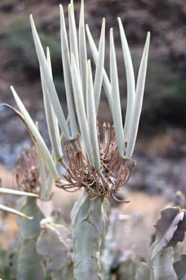 Caralluma retrospiciens — houseplant care guide