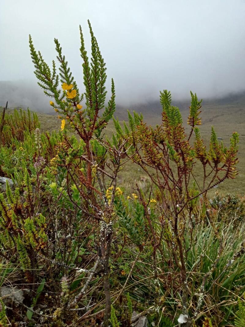 Hypericum goyanesii habit