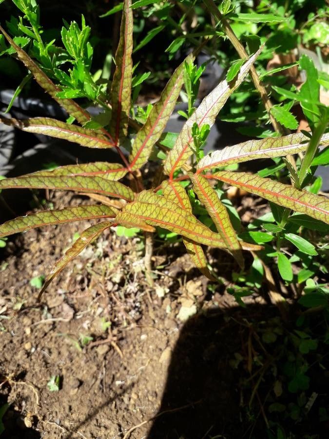 Poupartia borbonica — related species from the same genus