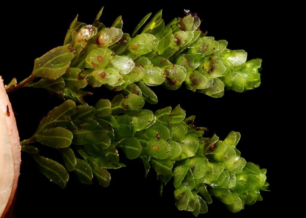 Hymenophyllum mnioides fruit