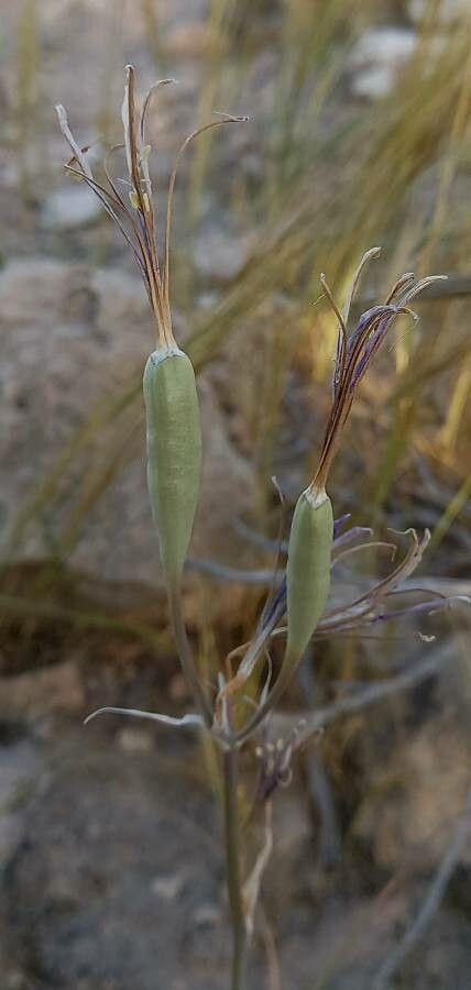 Ixiolirion tataricum fruit