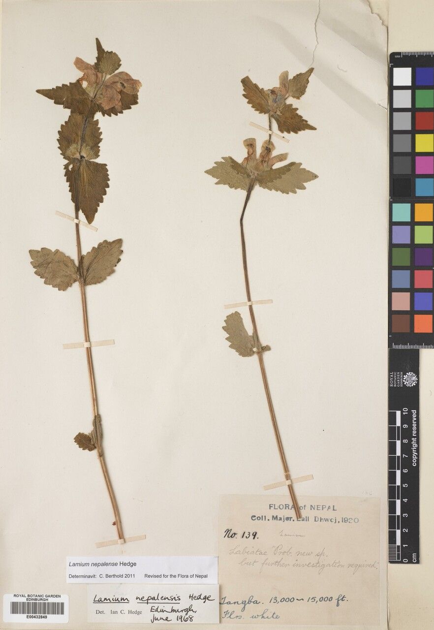 Eriophyton nepalense — related species from the same genus