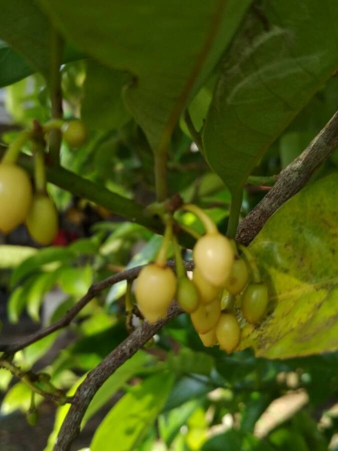 Myristica fragrans flower