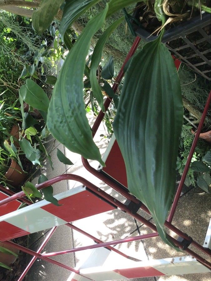 Stanhopea hernandezii — search result for 'Stanhopea'