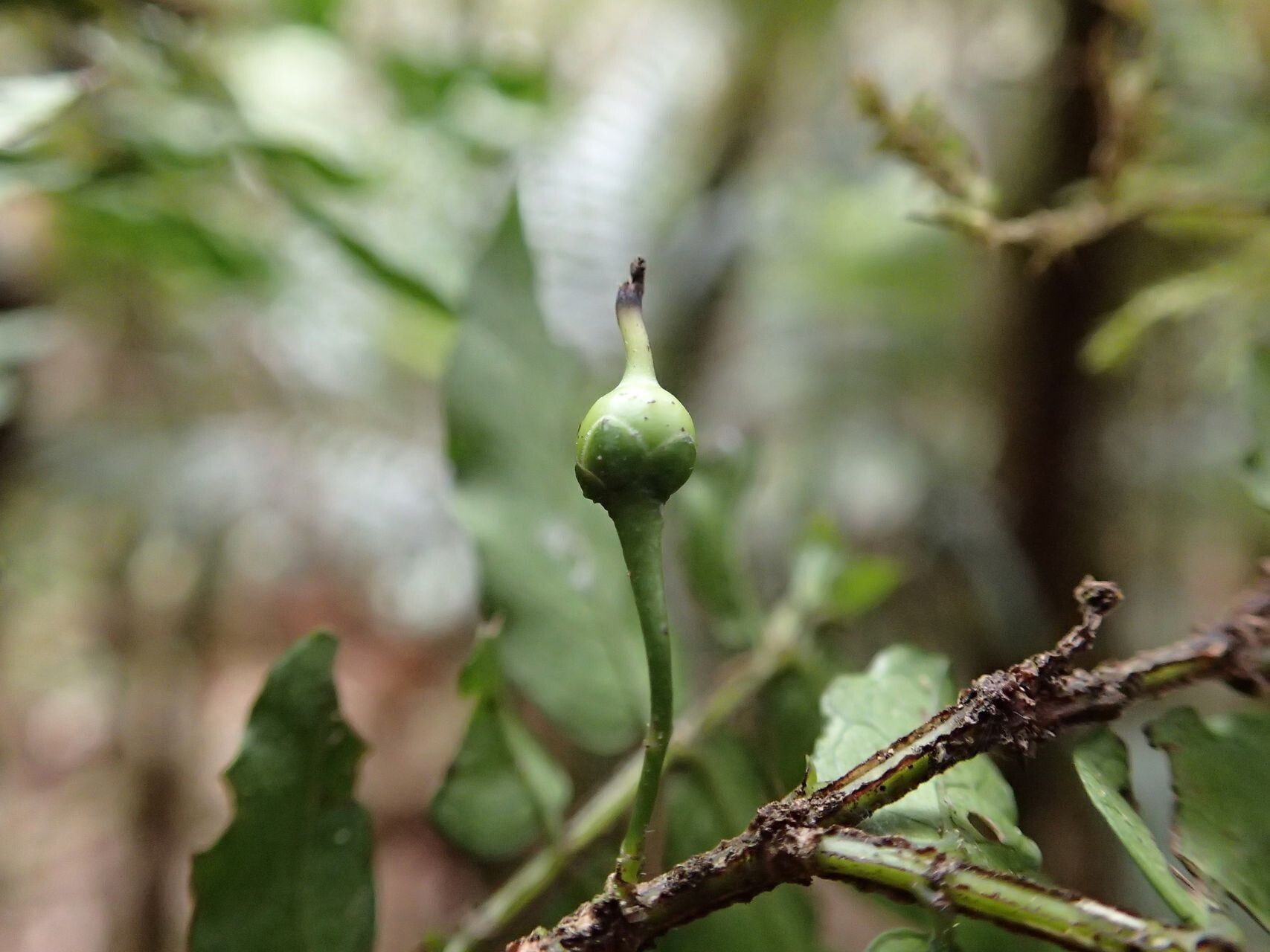 Geniostoma novae-caledoniae fruit