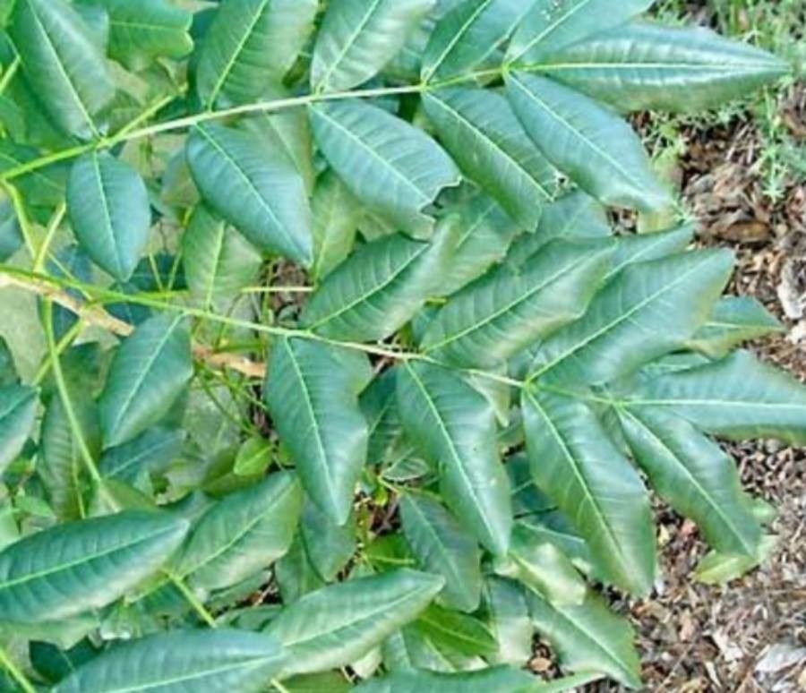 Flindersia australis — related species from the same genus