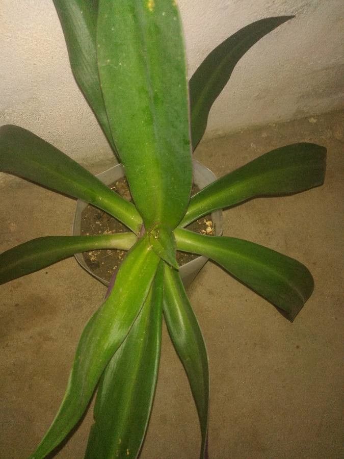 Tradescantia anagallidea